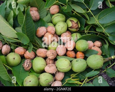 Freshly harvested walnuts lying in walnut leaves. Close up. Stock Photo