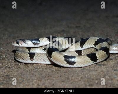 Kukri snake or Banded Kukri, Oligodon arnensis, Satara, Maharashtra, India Stock Photo