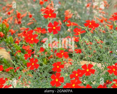 Pretty red flowers of crimson phlox, Jamesbrittenia bergae Stock Photo