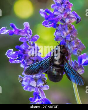 Macro of a violet carpenter bee (xylocopa violacea) collecting nectar on a sage flower Stock Photo