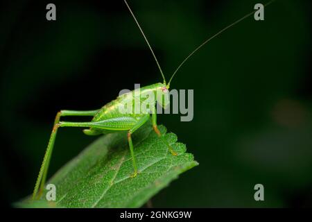 Nymph green katydid, Tettigonia species, satara  maharashtra india Stock Photo