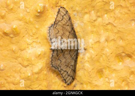 Lesser wax moth, Achroia grisella, Satara, Maharashtra, India Stock Photo