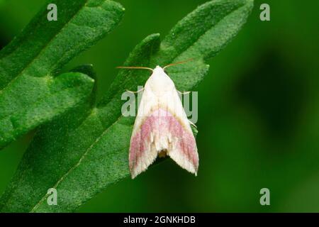 Rosy mappled moth, Dryocampa rubicunda, Satara, Maharashtra, India Stock Photo