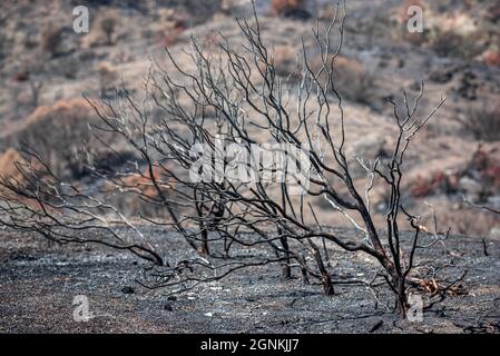 Scorched trees and ground covered with ashes after wildfire in rural area Stock Photo
