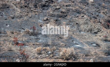 Forest on a mountain slope destroyed by wildfire. Burned trees and ground covered by ashes Stock Photo