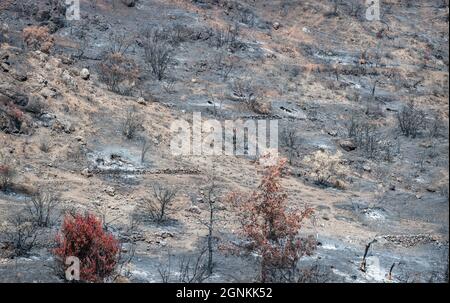 Burnt and dried trees and ground covered by ashes after wildfire in rural area in Cyprus Stock Photo