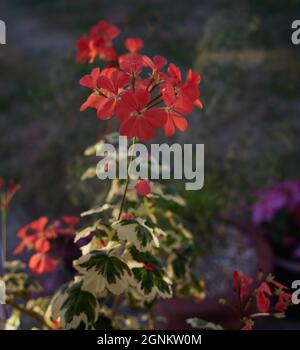 Variegated leaves and salmon-pink flowers of geranium Frank Headley. Stock Photo