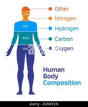 Human body composition chart vector illustration. List of chemical elements contained within a human body. Stock Vector