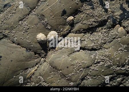 Limpet shells and barnacles on weathered coastal rocks at low tide Stock Photo