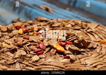 Pumpkin and bitter gourd seeds after harvest preparation for planting. Traditional drying of vegetable seeds under the sun with hand woven plate Stock Photo