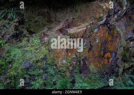 Moss-covered rocks with orange lichen in Welsh woodland natural habitat Stock Photo