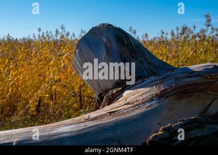 Helsinki / Finland - SEPTEMBER 26, 2021: Closeup of an old tree trunk on the shore. Stock Photo