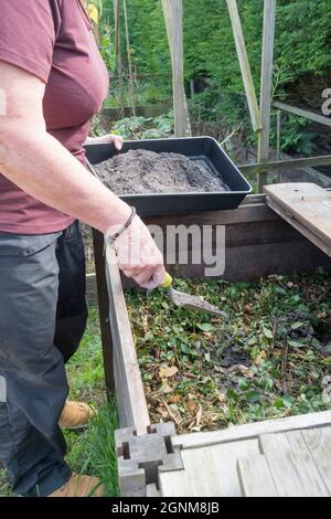 Adding wood ash from a garden bonfire to the compost heap.  It is a natural source of potassium and trace elements and also has a liming effect. Stock Photo