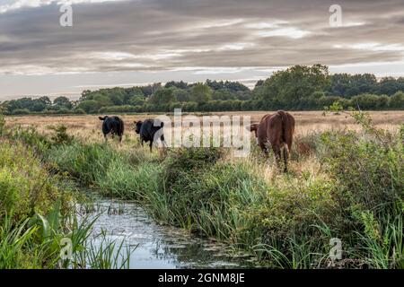 Conservation grazing cattle of the Wild Ken Hill rewilding project walking beside a drainage ditch on freshwater marshes on east side of The Wash. Stock Photo