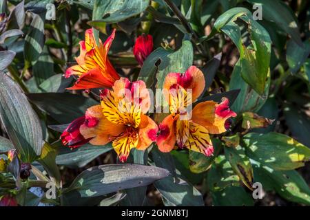 Peruvian lily, Alstroemeria, Indian Summer. Stock Photo