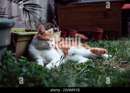beautiful white and ginger tabby cat enjoying a sunny day in the garden Stock Photo