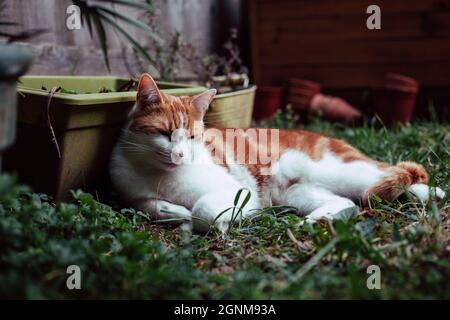 beautiful white and ginger tabby cat enjoying a sunny day in the garden Stock Photo