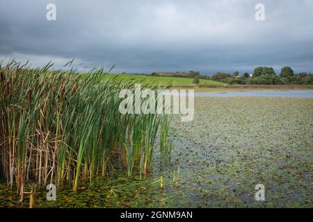 View across Mill Loch in Lochmaben, Scotland.  The remains of an Iron Age fort called Woody Castle can be seen in the distance. Stock Photo