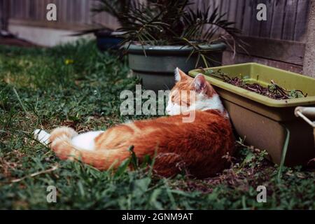 beautiful white and ginger tabby cat enjoying a sunny day in the garden Stock Photo
