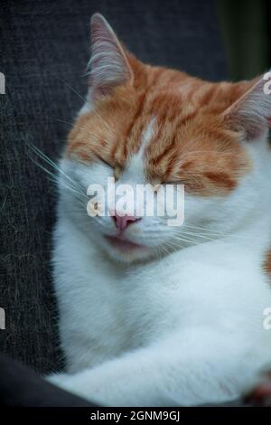 closeup portrait of a ginger tabby cat sleeping on a chair Stock Photo