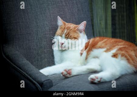 black and white photo of a cat sleeping in a chair outside Stock Photo