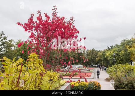 Red leaves of barberry, yellow bushes of chrysanthemums. Autumn on Tverskoy Boulevard Stock Photo