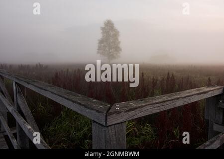 Birch tree and foggy reed landscape in the early morning at Federseesteg in Bad Buchau, Germany. Stock Photo