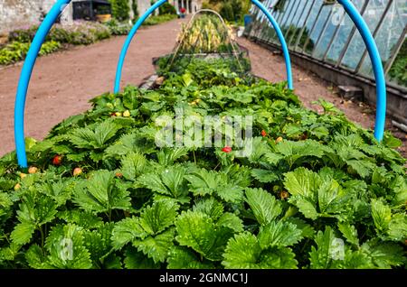 Strawberry plants gorwing in raised flowerbed, Amisfeild walled garden, East Lothian, Scotland, UK Stock Photo