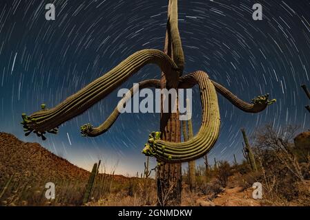 Saguaro Cactus Star Trails Stock Photo