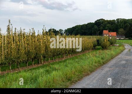 Tienen, Flemish Region, Belgium - 09 20 2021: Harvested agriculture fields and a farm on a country road Stock Photo