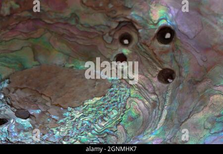 close up macro shot of a nacre or mother of pearl lining of a mollusk shell in iridescent shades of turquoise, sea foam green and lavender, artistic b Stock Photo