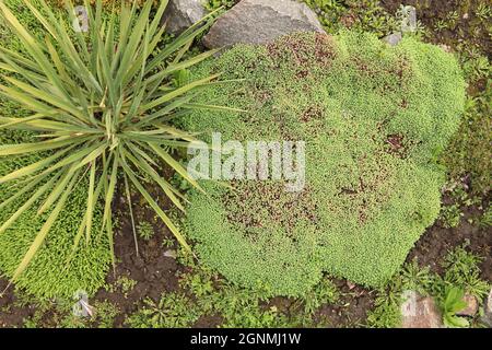 Young shoots of white stonecrop and   palm yucca, growing in flower bed. Sedum album. View from above.  Ground cover plants. Selective focus. Stock Photo