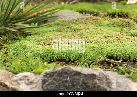 Young shoots of white stonecrop and   palm yucca, growing in flower bed. Sedum album. View from above.  Ground cover plants. Selective focus. Stock Photo