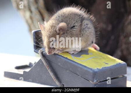 Small mouse sits on a mousetrap Stock Photo