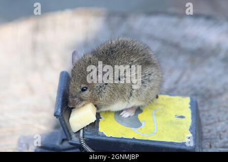 Small mouse sits on a mousetrap Stock Photo