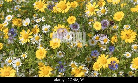 Yellow; white and blue wild flowers Stock Photo