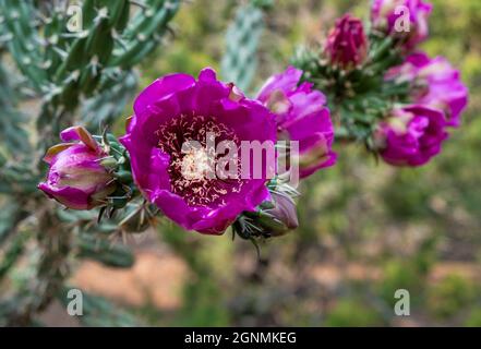 Beautiful purple Tree Cholla flower found along the Dale Ball Trails in Santa Fe, New Mexico Stock Photo