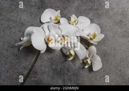 White orchid flowers on dark stone background Stock Photo