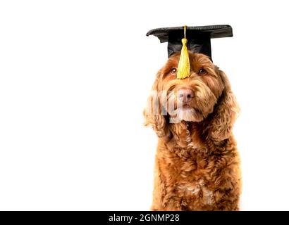 Labradoodle dog with graduation hat and yellow tassel in front of eyes. Pet concept for celebrating graduation, training class, academic certification Stock Photo