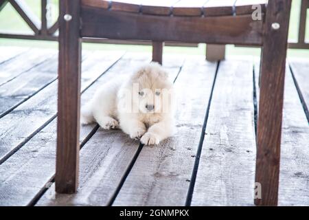 A small charming Samoyed puppy is lying on the wooden floor under a chair. Stock Photo