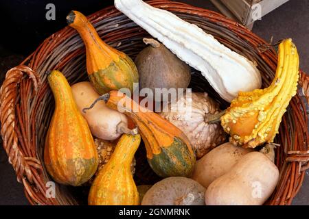Small decorative pumpkins in rattan basket sold on green market Stock Photo