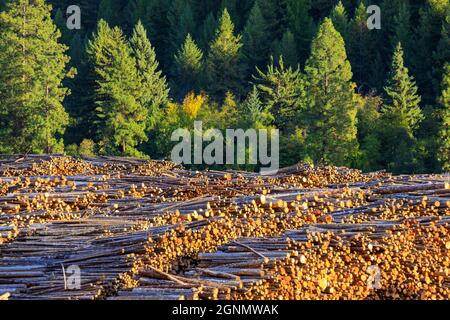 Felled cut wood timber logs in a pile at a sawmill in Midway, British Columbia, Canada. The lumber logging industry is a very important business for t Stock Photo