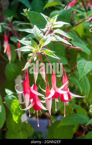 Close up of Fuchsia Checkerboard with three flowers and buds.. A single flower upright shrub prigfuchsia that is a deciduous perenniual and half hardy Stock Photo