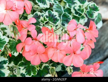 Close up of Pelargonium Frank Headley a zonal group pelargonium that has variegated leaves and salmon pink flowers is evergreen and half hardy Stock Photo