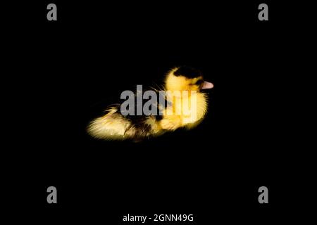 Cute yellow duckling swimming on black background Stock Photo