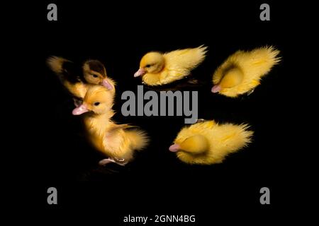 Cute yellow duckling swimming on black background Stock Photo