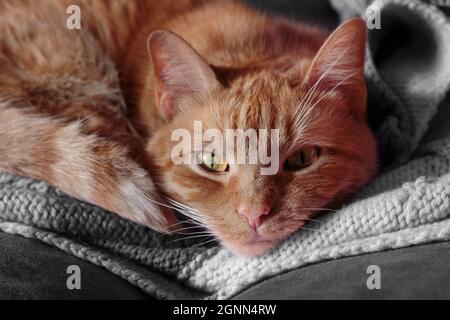 face close up of an orange tabby cat with copper eyes curled up on a blanket staring at the camera Stock Photo