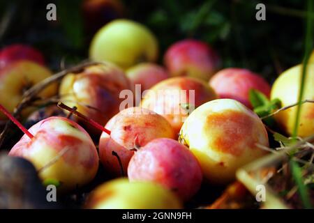 Wild apples on ground. Ripe apples windfall closeup. Stock Photo