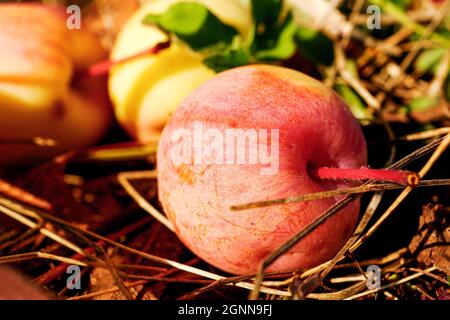 Wild red apple on ground. Ripe apple windfall closeup. Stock Photo