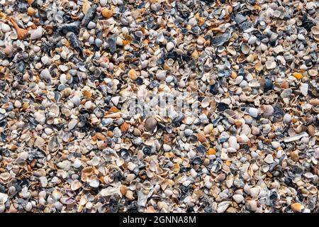 A background texture made of small sea shells on a beach in South Carolina Stock Photo